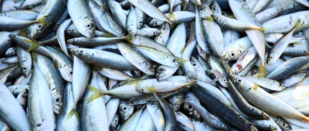 mackerel